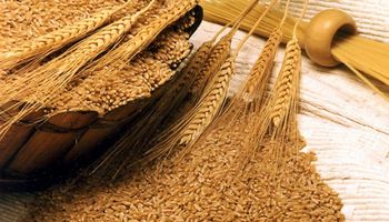 Crece la molienda de trigo, pero faltan nuevos mercados
