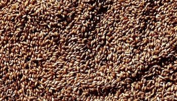 Agroindustria lanzó una encuesta obligatoria para el sector harinero