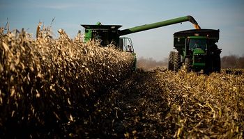 El USDA confirmó una supercosecha de maíz: seguí el impacto en los precios