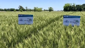 Consumidores brasileiros são favoráveis a trigo transgênico da Argentina