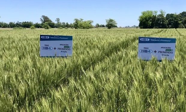 O trigo HB4 tem características de aumento da produtividade em até 20% e tolerância à seca. (foto - Agrofy News)