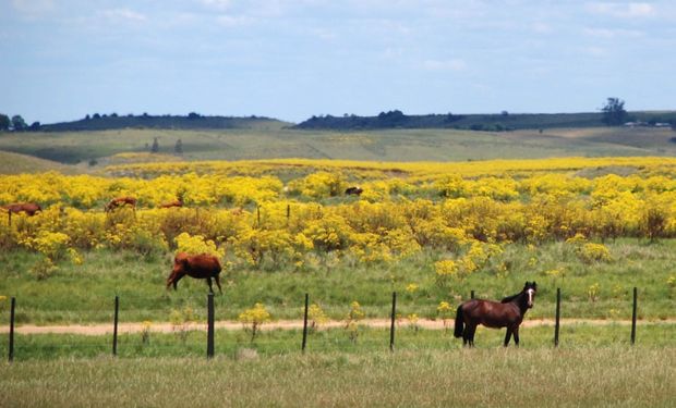 Vacas muertas por intoxicación