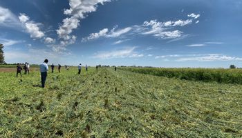 Alerta roja para productores: la maleza que logró una resistencia múltiple a herbicidas