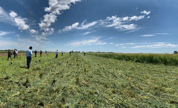 Alerta roja para productores: la maleza que logró una resistencia múltiple a herbicidas