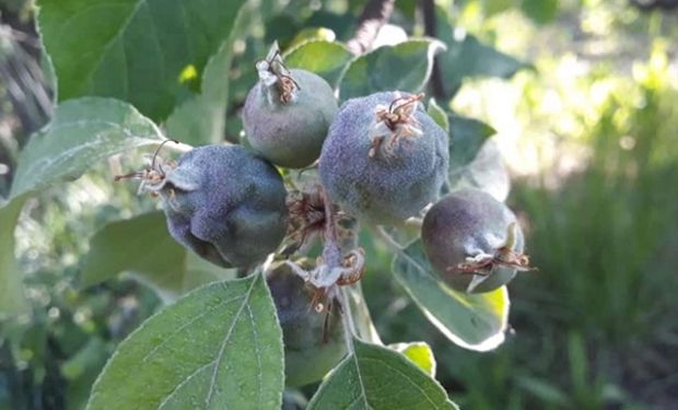 Las heladas y el granizo provocaron las pérdidas de más del 30% de la fruta en Río Negro