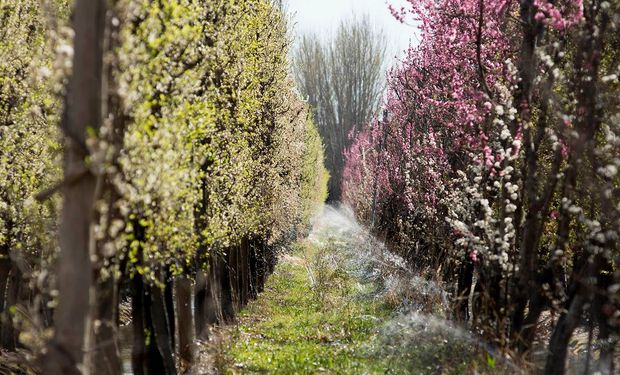 Piden declarar la emergencia agropecuaria en Neuquén y Río Negro por heladas tardías y sequía