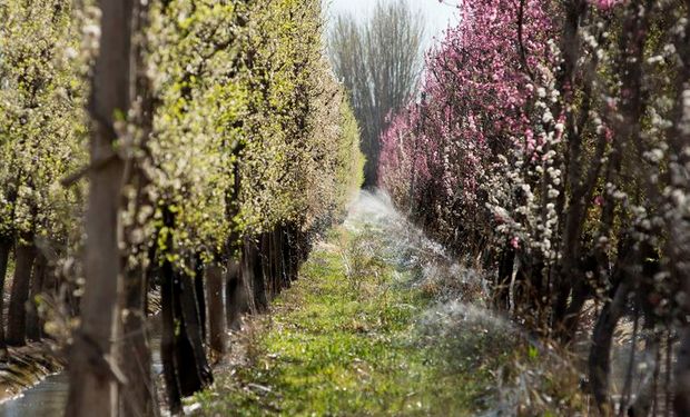 Declaran la emergencia agropecuaria en Neuquén por los daños que ocasionaron las fuertes heladas