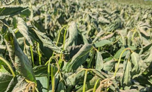 "Podríamos perder todos los lotes": técnicos describen el grave efecto del récord de temperatura sobre la soja