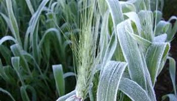 Heladas en Brasil impactan en el mercado de trigo local
