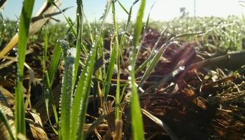 La falta de agua se combinó con el frío: cómo impacta sobre el trigo en la zona núcleo