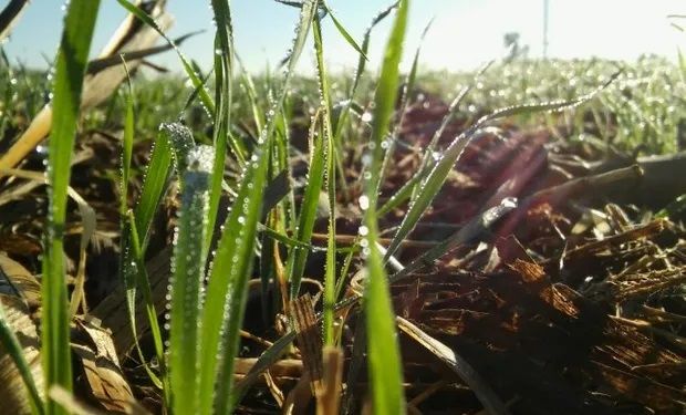 La falta de agua se combinó con el frío: cómo impacta sobre el trigo en la zona núcleo