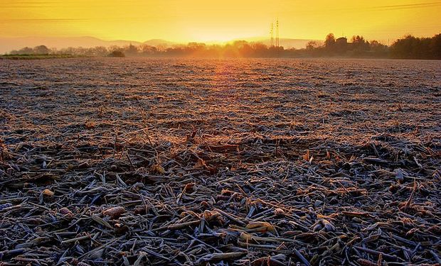 Trigo y maíz: ganadores y perdedores de la temperatura bajo cero en la zona núcleo