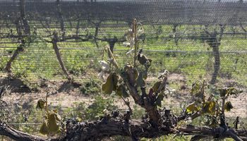 Las heladas tardías dejan graves daños en viñedos y frutales: "La situación es muy complicada"