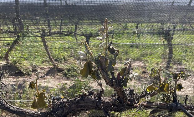 Las heladas tardías dejan graves daños en viñedos y frutales: "La situación es muy complicada"