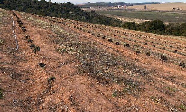 Brasil: la drástica decisión de productores que podría afectar a consumidores de todo el mundo