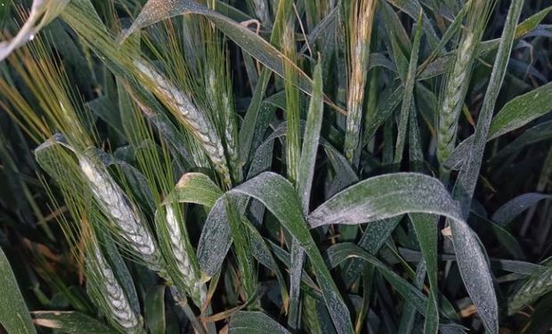 Heladas tardías y lluvias: vuelve el frío en plena primavera y se esperan lluvias de hasta 80 mm en el Litoral