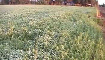 Noticias agrícolas del día
