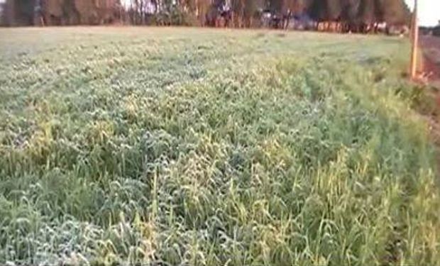Noticias agrícolas del día