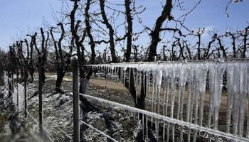 Declaran la emergencia agropecuaria en Mendoza por heladas tardías parciales