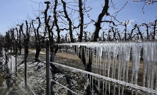 Declaran la emergencia agropecuaria en Mendoza por heladas tardías parciales