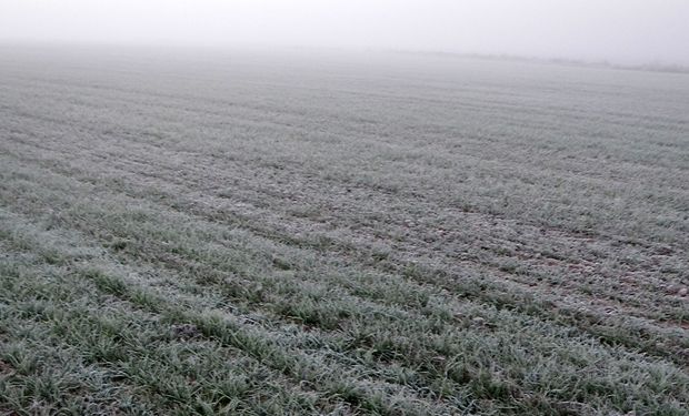 Más allá de las zonas que reportan heladas, el frío alcanzó las zonas mediterráneas del NEA, donde las mínimas quedaron cerca de cero grado.