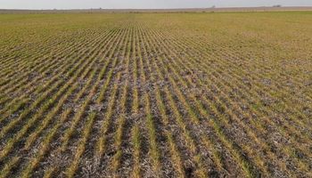 Heladas: los mayores daños se ven en lotes de trigo de ciclos cortos de Córdoba y Santa Fe