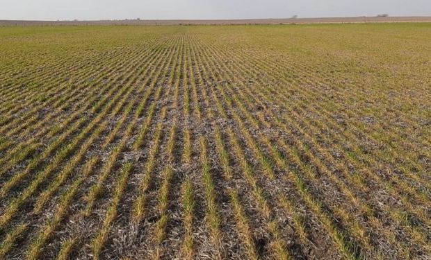 Heladas: los mayores daños se ven en lotes de trigo de ciclos cortos de Córdoba y Santa Fe