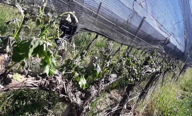 En Mendoza pagarán hasta $72.000 por hectárea a los productores de viñedos y frutales afectados por las heladas