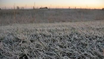 El pronóstico para el agro:  llega aire de origen polar y habrá heladas en gran parte de la región pampeana 