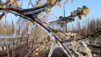 Río Negro: productores vitivinícolas estiman que las heladas provocaron perdidas de hasta el 100%