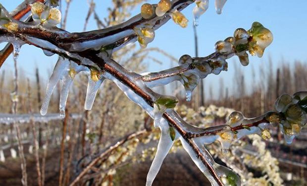 Río Negro: productores vitivinícolas estiman que las heladas provocaron perdidas de hasta el 100%