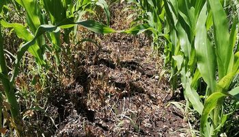 El potente herbicida banda verde que ofrece una solución efectiva para el control malezas difíciles