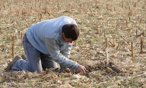 Herbicidas quemantes: la técnica agrícola que resurge para hacerle frente a las malezas