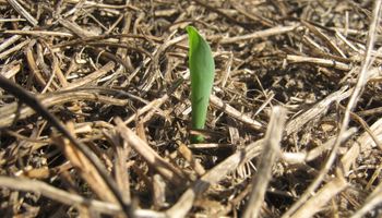 Siembra directa: ¿Cómo se comportan los herbicidas residuales en el suelo?