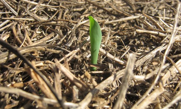 Siembra directa: ¿Cómo se comportan los herbicidas residuales en el suelo?