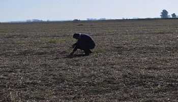 En el suelo, datos claves para entender cómo funcionan los herbicidas