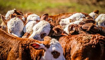 Raças hereford e braford apresentam crescimento de 11% no ano de 2023