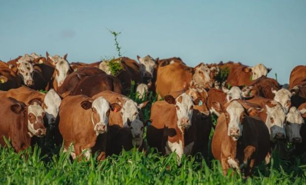 Entidade informou que foram feitos mais de 2,5 mil certificados de produtos de cruzamento em 2023. (Foto: Gustavo Rafael/ABHB)