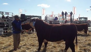 AgroActiva: gran cantidad y buena calidad de reproductores Hereford