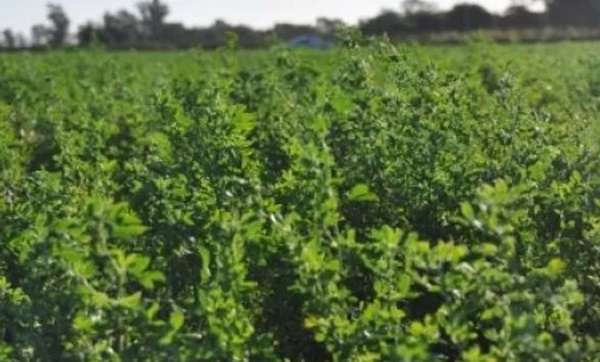 noticiaspuertosantacruz.com.ar - Imagen extraida de: https://news.agrofy.com.ar/noticia/209929/alternativa-suelos-salinos-hongo-que-fortalece-crecimiento-alfalfa