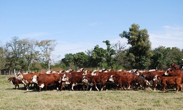 Polémica en la Expo Rural 2023 por una decisión del Senasa: el reclamo de los productores