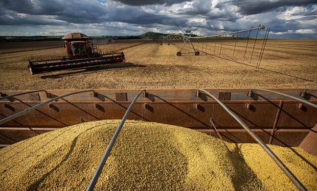 Soja y trigo a la baja y el maíz al alza a la espera de un informe clave