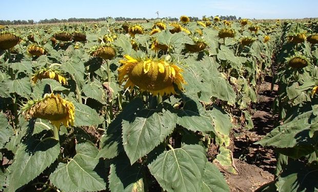 El INTA presentó nuevos girasoles que ofrecen más aceite y mejor rendimiento 