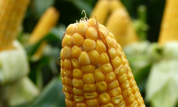 Se presentaron resultados a campo de híbridos de maíz con eventos Agrisure Viptera 3, entre otras novedades.