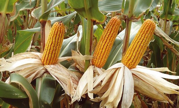 Cae la exportación de híbridos de maíz