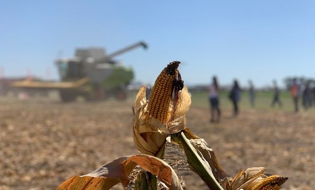 Maíz: 5 referentes técnicos del cultivo adelantan las características de los híbridos que vienen