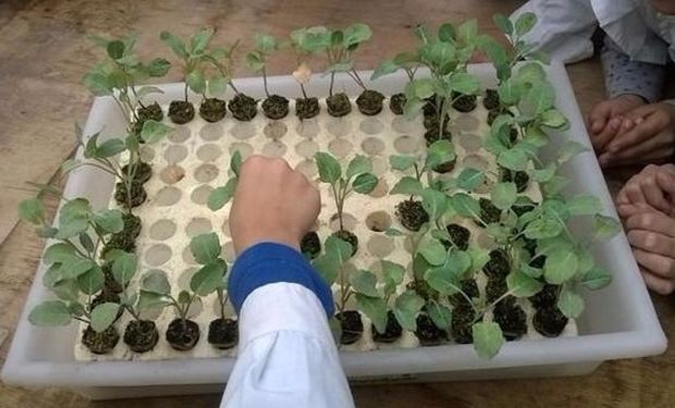 Consiste en cultivar plantas a través de soluciones minerales.