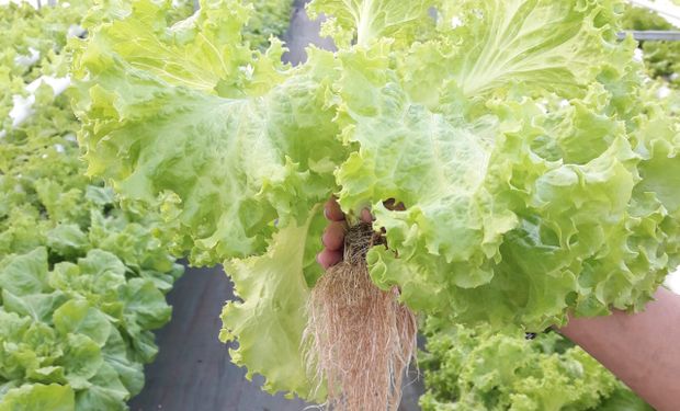 Experiencia hidropónica: cultivan verduras súper resistentes al pie de las sierras puntanas