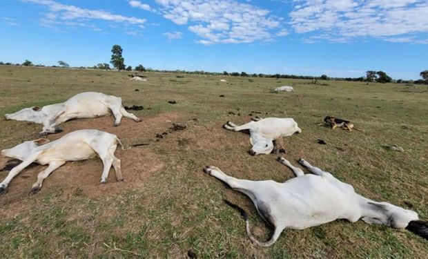 Primeira onda de frio intenso ameaça rebanhos: como proteger os animais?