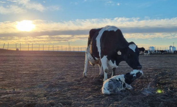 #DesafíoTambero: la inspiradora historia detrás de la iniciativa que sumó kilómetros (y litros de leche)